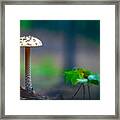Mushroom Standing Tall With Blurred Background Framed Print