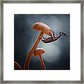 Mushrooms And Insects Framed Print