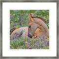 Wild Mustang Foal In The Wildflowers Framed Print