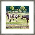 Mustangs Of The Badlands 24 Framed Print