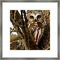 My First Northern Saw Whet Owl Framed Print