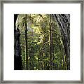 Mystical Forest Opening Framed Print