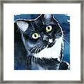 Mystical Marina Fluffy Tuxedo Cat Painting Framed Print