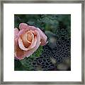 Mystical Rose Framed Print