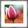 Narcissus Framed Print