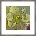 Narcissus Dream Like Yellow Petals  Stamen 5828 Framed Print