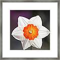 Narcissus Flower Framed Print