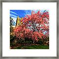 National Cathedral Blossoms Framed Print