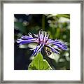 Nature Framed Print