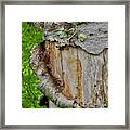 Nature's Curled Tree Bark And Lichen Framed Print