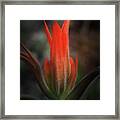 Nature's Fire Framed Print