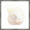 Nautilus Shell, Close-up Framed Print