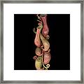 Nepenthes 01 Framed Print