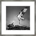 Nesting Framed Print