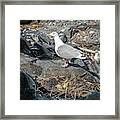 Nesting Gull At Halfway Rock In Casco Bay Framed Print
