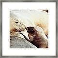 New Zealand Sea Lion Phocarctos Framed Print