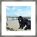 Newfies On St Augustine Beach Framed Print