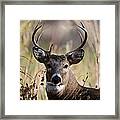 Nice White Tail Deer Buck Framed Print