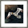 Northern Gannet In Flight Framed Print