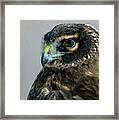 Northern Harrier Head Shot 3 Framed Print