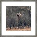 Northern Harrier The Catch Framed Print