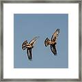 Northern Harriers 6 Framed Print