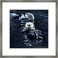 Northern Sea Otters Enhydra Lutris Framed Print
