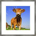 Nosy Calf Framed Print