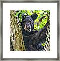 Not All Bears Are Created Equal Framed Print