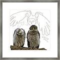O Is For Owl Framed Print