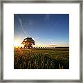 Oak Tree And Corn Field In Sunset Framed Print
