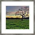 Oak Tree In A Grassy Field At Sunset Framed Print