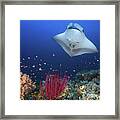 Ocean Manta Ray On The Reef Framed Print