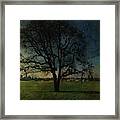 Old Oak Tree Framed Print