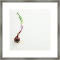 Old Onion New Growth Framed Print