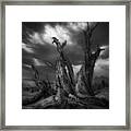 Old Tree Framed Print