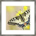 Old World Swallowtail Papilio Machaon Framed Print