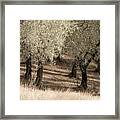 Olive Trees Framed Print
