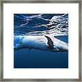 On The Surface Of The Water: A Humpback Whale Framed Print