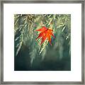 One Autumn Framed Print