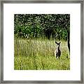 One, Two, Tree Oh Deer Framed Print