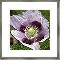 Opium Poppy Flower Framed Print