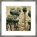 Opium Poppy Pods Framed Print