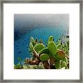 Opuntia Cactus Framed Print