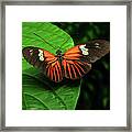 Orange And Black Longwing Butterfly Framed Print