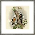 Orange-breasted Pygmy Woodpecker Framed Print