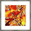 Orange Fall Leaves Framed Print