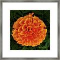 Orange Flowers No. O15 Framed Print