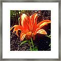 Orange Garden Flower Framed Print