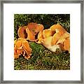 Orange Peel Fungus Framed Print
